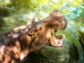 Hippos enjoy swimming