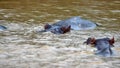 Hippos in the estuary