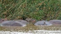 Hippos in the estuary