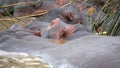 Hippos in the estuary