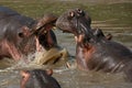 Hippos Fighting in Africa