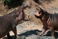 Hippos Fighting in Africa