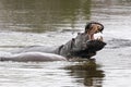 Hippos fighting in kruger park south africa Royalty Free Stock Photo