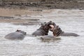 Hippos fighting in kruger park south africa Royalty Free Stock Photo