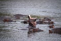 Hippos fighting in kruger park south africa Royalty Free Stock Photo