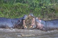 Hippos fighting in the Mara River, Kenya, Africa Royalty Free Stock Photo