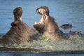 Two young hippo bulls fighting in water splashing on a sunny day in Kruger Park South Africa Royalty Free Stock Photo