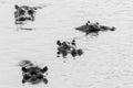 Hippos at sunset in the Luangwa River