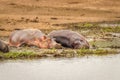 Hippos Hippopotamus amphibious relaxing next to water during the day, Queen Elizabeth National Park, Uganda. Royalty Free Stock Photo