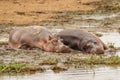 Hippos Hippopotamus amphibious relaxing next to water during the day, Queen Elizabeth National Park, Uganda. Royalty Free Stock Photo