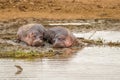 Hippos Hippopotamus amphibious relaxing next to water during the day, Queen Elizabeth National Park, Uganda. Royalty Free Stock Photo