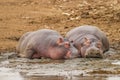 Hippos Hippopotamus amphibious relaxing next to water during the day, Queen Elizabeth National Park, Uganda. Royalty Free Stock Photo