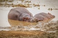 Hippos Hippopotamus amphibious relaxing next to water during the day, Queen Elizabeth National Park, Uganda. Royalty Free Stock Photo