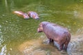 Hippos (hippopotamus) in river Royalty Free Stock Photo