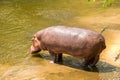 Hippos (hippopotamus) in river Royalty Free Stock Photo