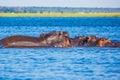 The hippos on a hot day