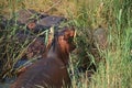 Hippos at iSimangaliso Wetland Park in South Africa Royalty Free Stock Photo