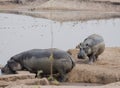 Hippos in Kariba Lake at the Charara Safari Area National Park South Africa