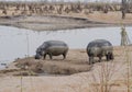 Hippos in Kariba Lake at the Charara Safari Area National Park South Africa