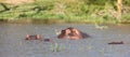 Hippos in kenya game park