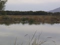 Hippos in Kwando River. Namibia Africa