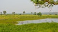 Hippos lake elephants background Uganda