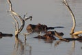 Hippos lazing about in the water