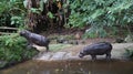 Hippos love playing by the river Royalty Free Stock Photo