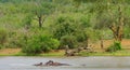 Hippos love to swim. Royalty Free Stock Photo