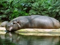 Hippos lying on the shore in zoo Royalty Free Stock Photo