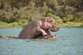 Hippos making love