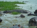 hippos in a pond on a surface Royalty Free Stock Photo