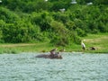 hippos in a pond on a surface Royalty Free Stock Photo