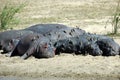 Hippos with redbilled oxpeckers Royalty Free Stock Photo