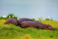 hippos resting on the grass near a lake in the Arusha