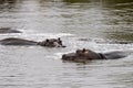 Hippos in kruger park south africa Royalty Free Stock Photo