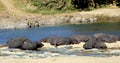 Hippos resting on riverbank Royalty Free Stock Photo