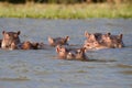 Hippos resting in the safety of a Naivasha lake