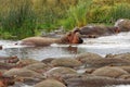 Hippos in the river in Ngorongoro Conservation Area, Tanzania