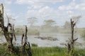 Hippos in river in Serengeti National Park