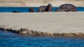 Hippos on a sandbank