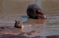 Hippos in Serengeti