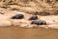 Hippos sleep on riverbank Royalty Free Stock Photo