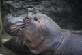 Hippos are soaking in the water while enjoying the atmosphere in the morning