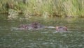 A hippo group in a lake looking at camera