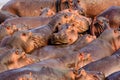 Hippos in the South Luangwa National Park - Zambia