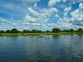 hippos on the surface in africa at summer Royalty Free Stock Photo