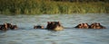Hippos surfacing