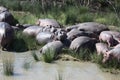 Hippos in swamp, Cape Town, South Africa Royalty Free Stock Photo