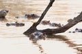 Hippos swimming in a pond at sunset at sunrise on cold morning Royalty Free Stock Photo